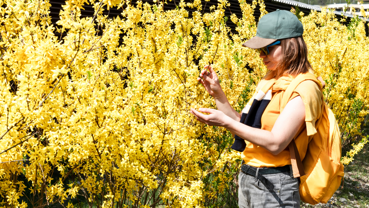 Eine Frau hält einen Zweig eines Forsythien-Buches in den Händen.