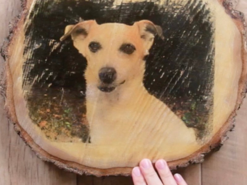 Ein Foto von einem Hund auf eine Baumscheibe gedruckt.