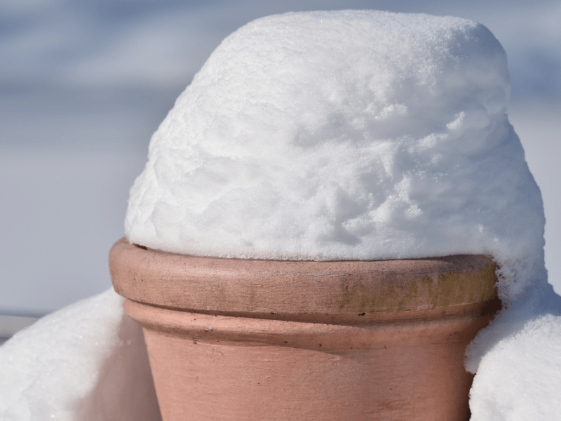 Ein Blumentopf, auf dem sich Schnee türmt.