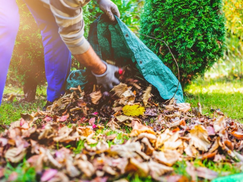 Ein Mann schaufelt mit der Hand Herbstlaub in einen Sack.