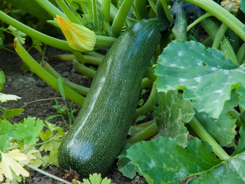 Eine Zucchini an einer Pflanze.