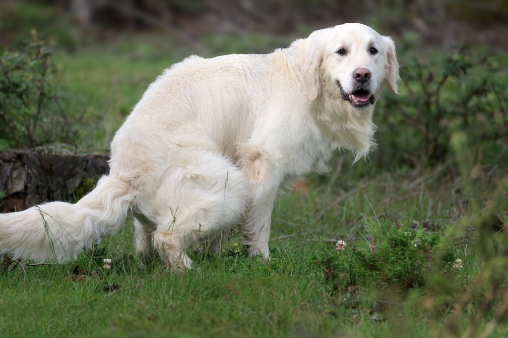 Ein Golden Retriever kotet auf einer Wiese.