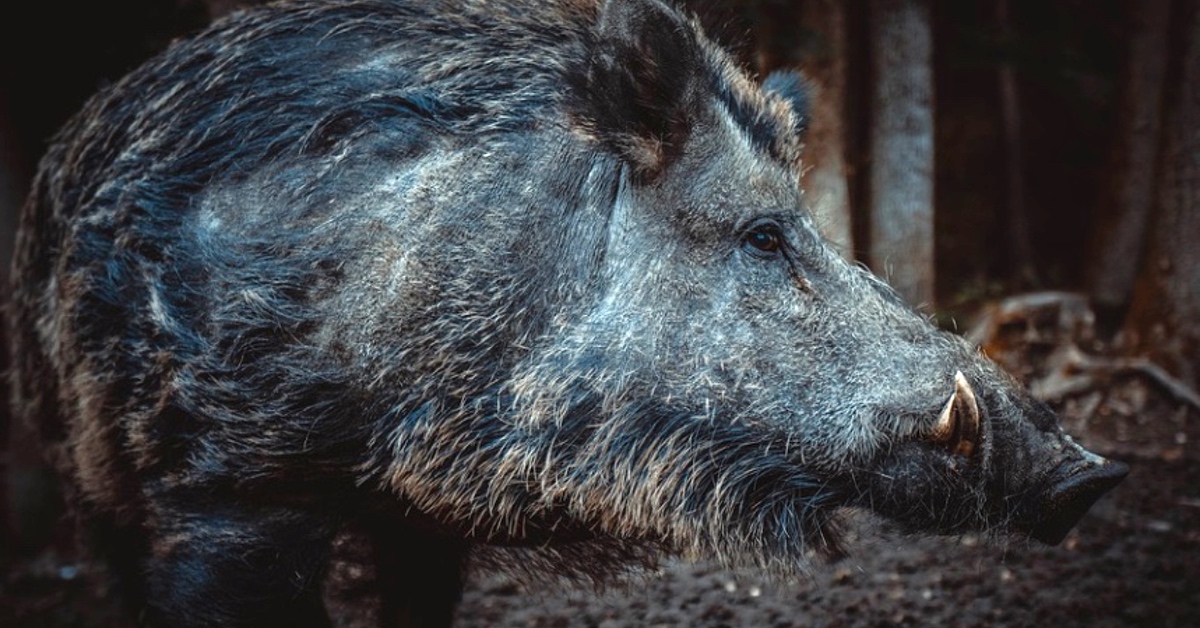 Wildschwein im Wald