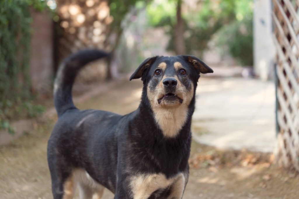 Ein Hund wedelt in einem Garten mit dem Schwanz.