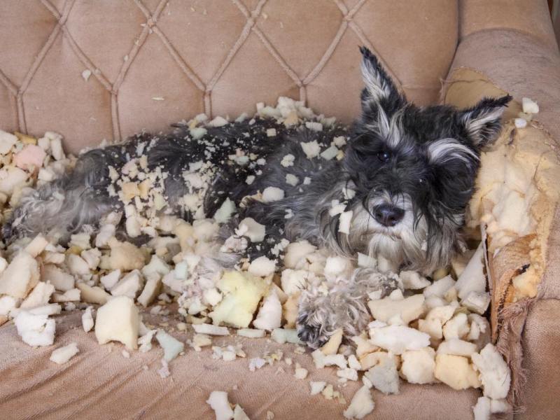 Ein Hund liegt auf einer zerfetzten Couch, die er zerbissen hat.