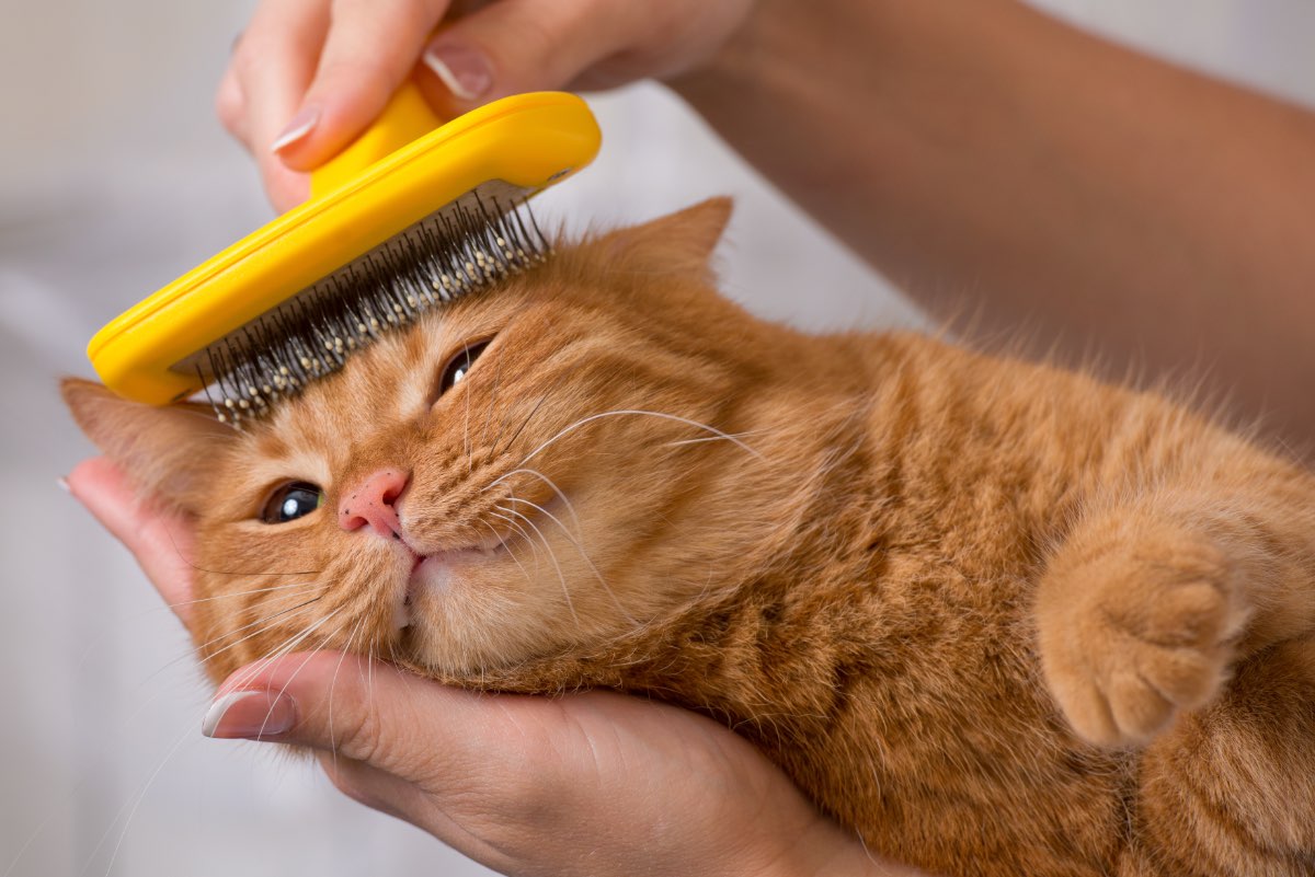 Eine orange getigerte Katze wird mit einer Bürste am Kopf gekrault.