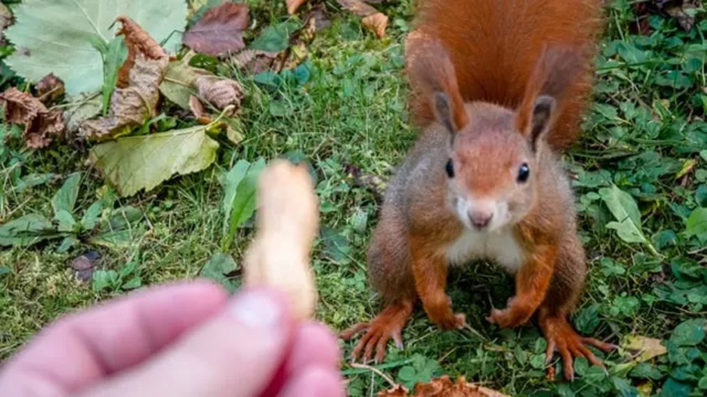 Jemand lockt ein Eichhörnchen an.