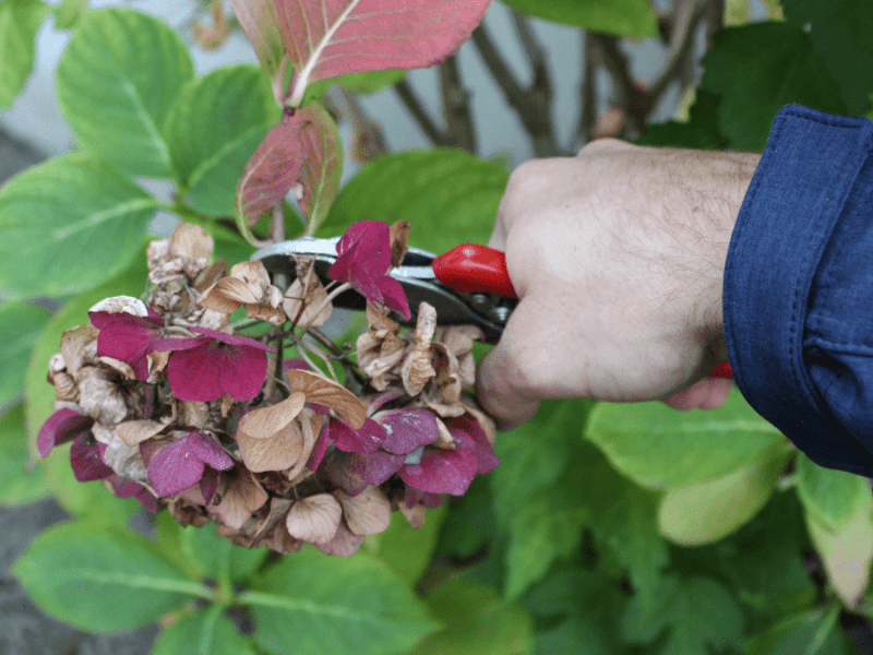 Eine verblühte Hortensie wird abgeschnitten.