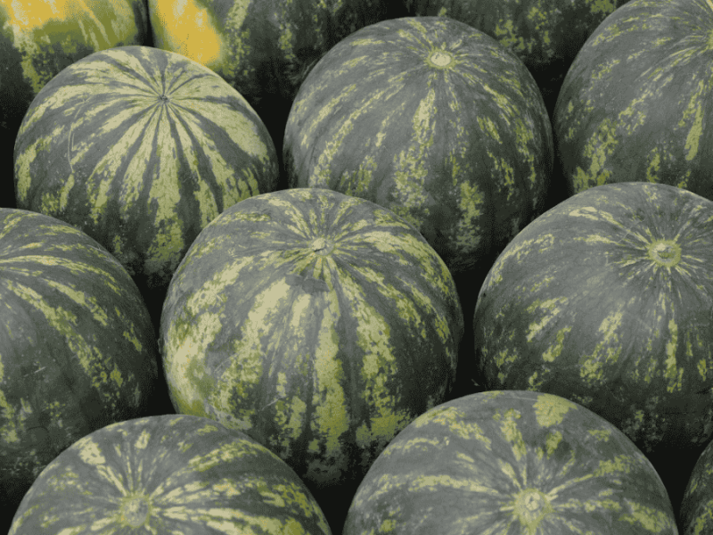 Melone reif, dunkelgrün