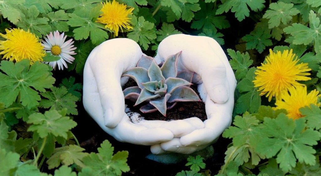 Hände als Blumentopf, bepflanzt mit einer Sukkulente.