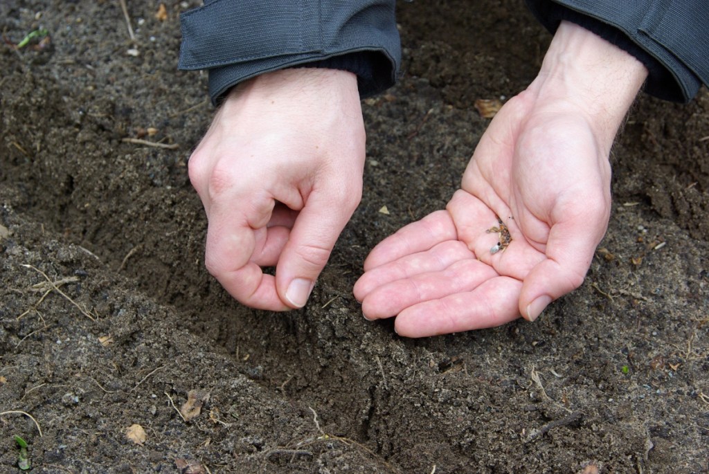 Samen werden in ein Beet gepflanzt, Nahaufnahme.