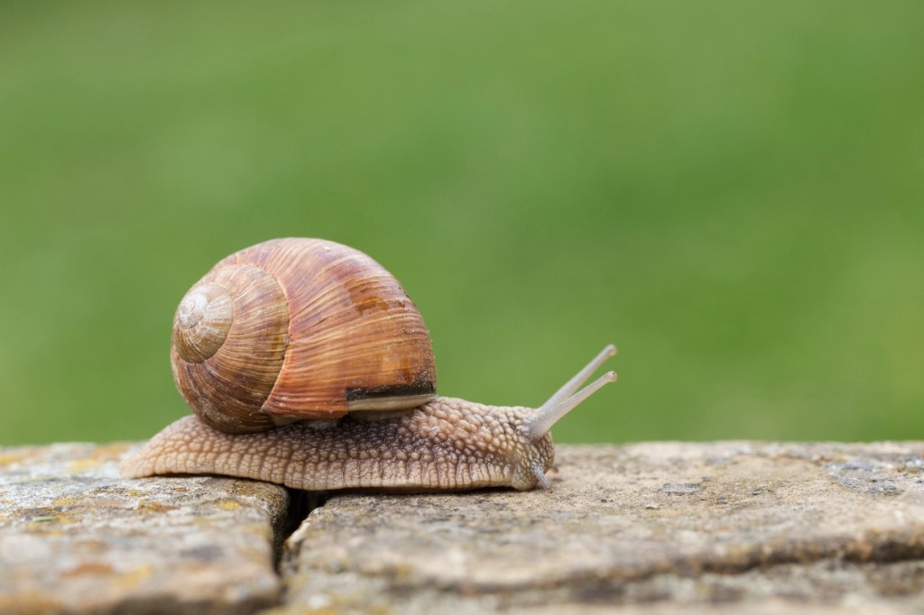 Eine Nahaufnahme von einer Weinbergschnecke auf einer Mauer.