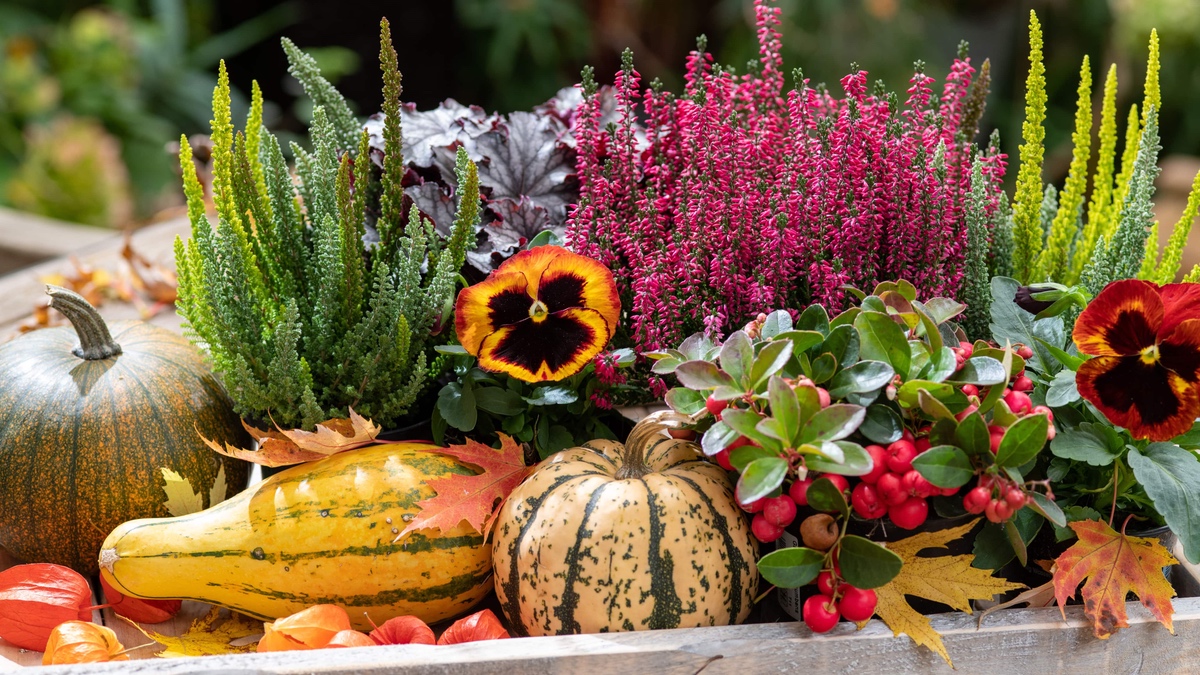 6 Tipps fÃ¼r die Herbstbepflanzung von Balkon und Garten.