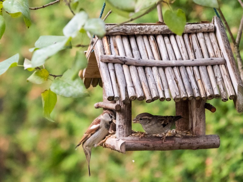 Zwei kleine VÃ¶gel sitzen in einem Vogelhaus und fressen KÃ¶rner.