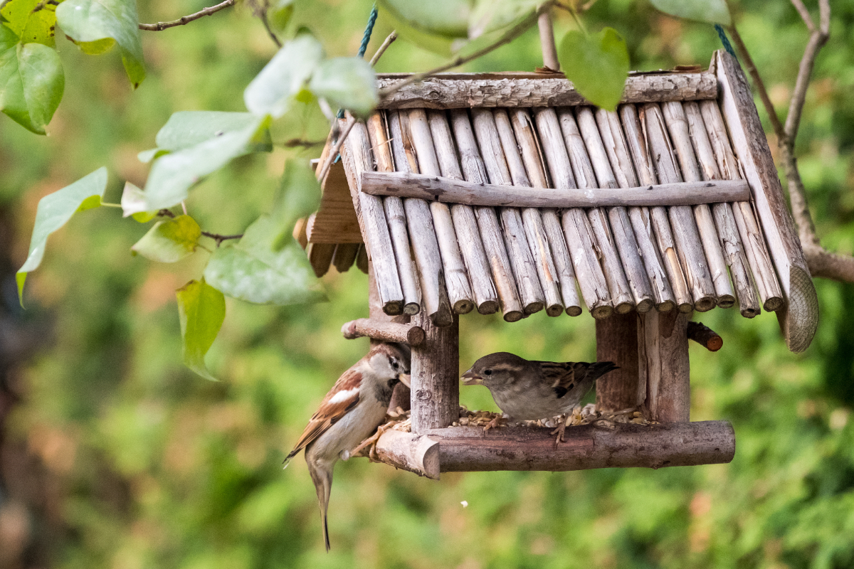 Zwei kleine VÃ¶gel sitzen in einem Vogelhaus und fressen KÃ¶rner.