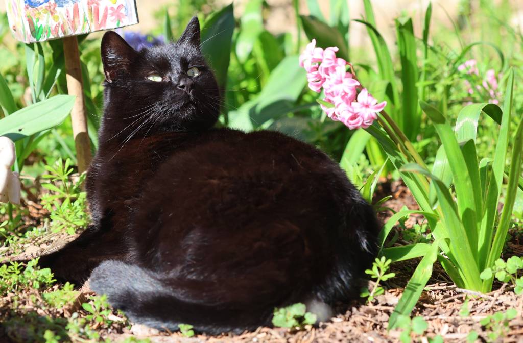 Eine Katze im Garten.