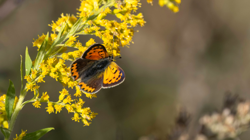 Ein Schmetterling auf einer kanadischen Goldrute.