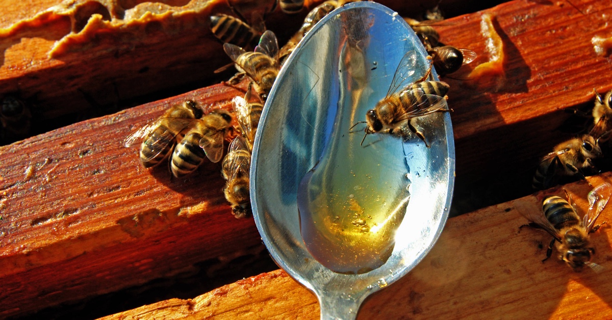 Löffel mit Honig, um Bienen zu füttern.