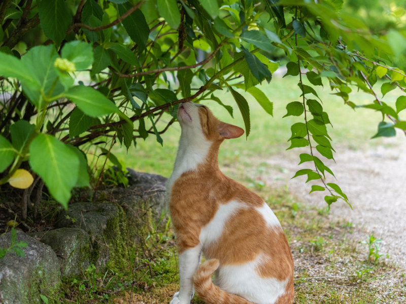 Eine Katze riecht an einem Busch.