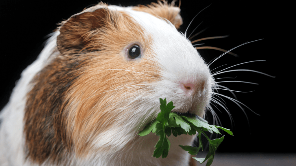 Ein Meerschweinchen isst Grünzeug.