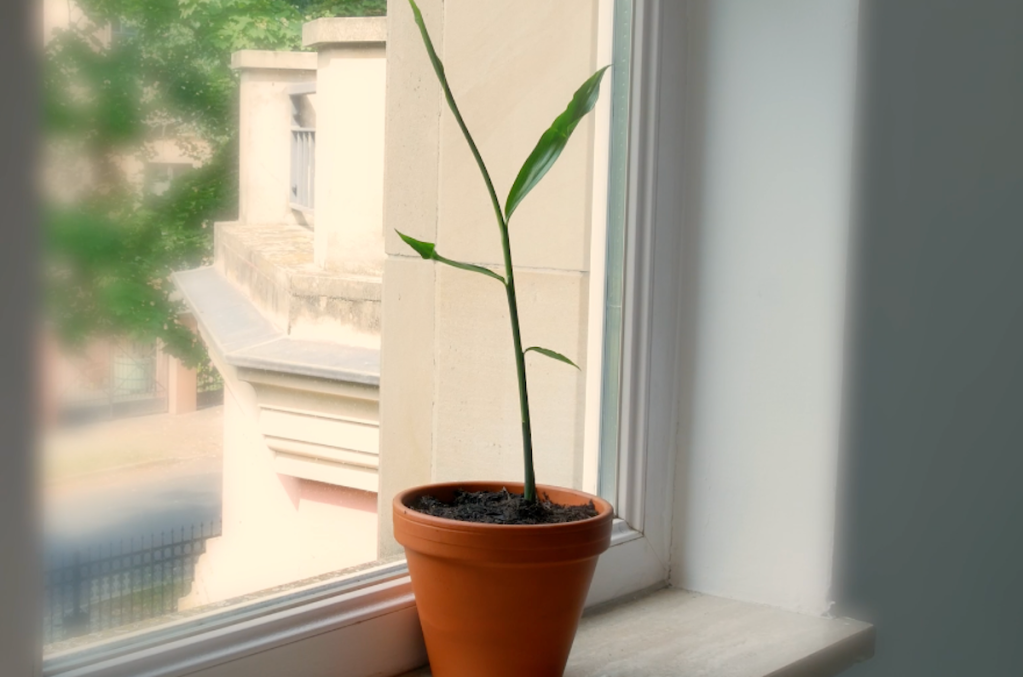 Ingwerpflanze, die an einem Fenster steht.