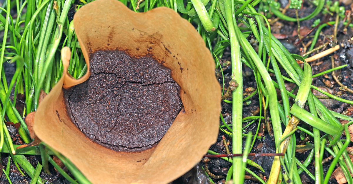 Kaffeesatz im Garten verwenden?