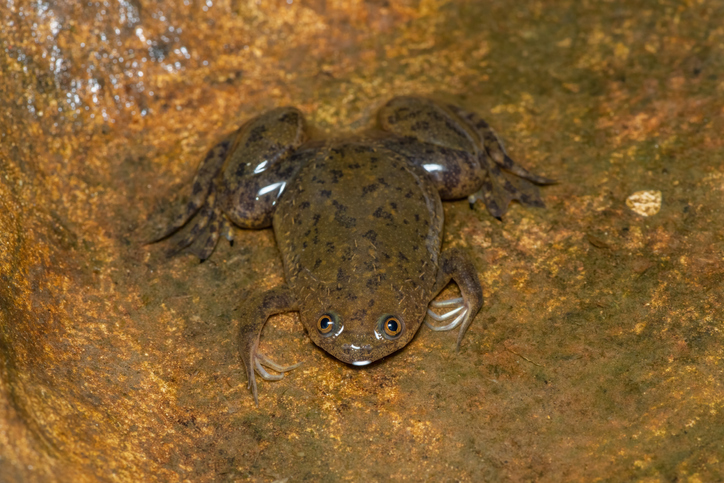 Ein Afrikanischer Krallenfrosch im Wasser.