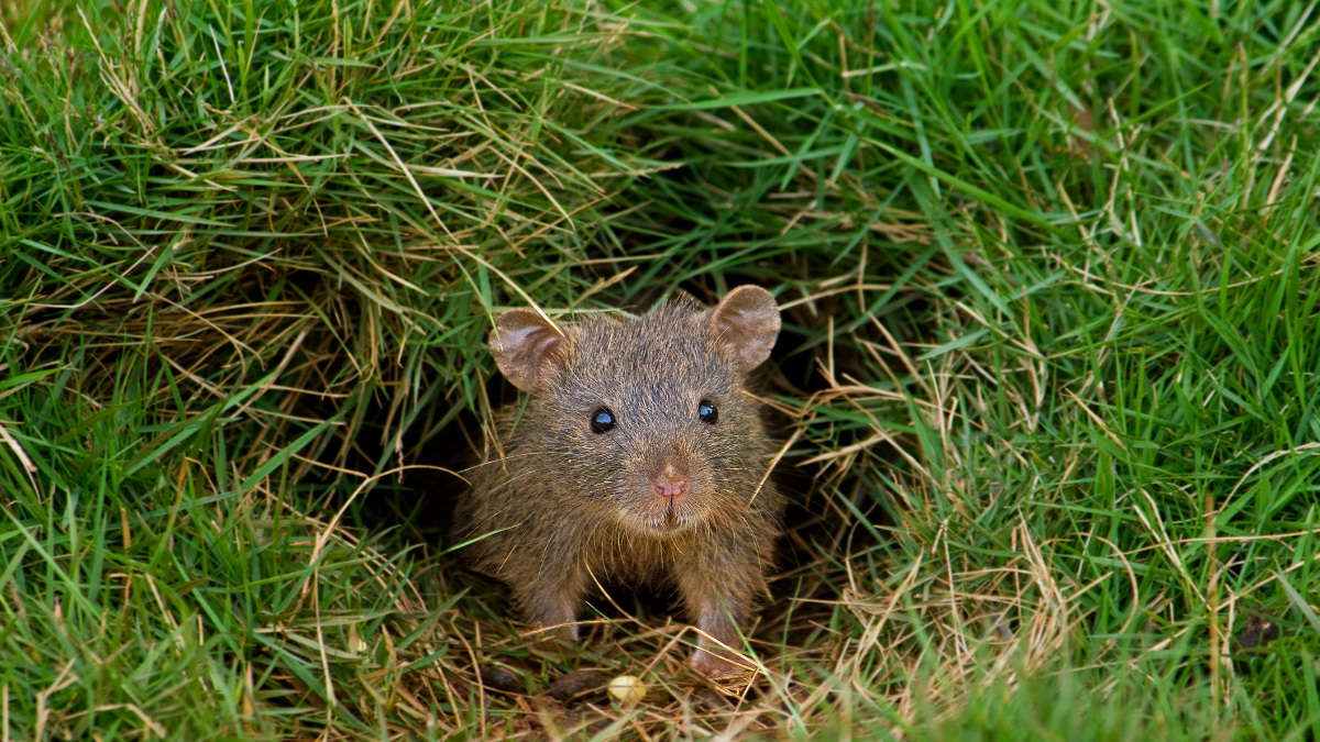 Ratte im Garten