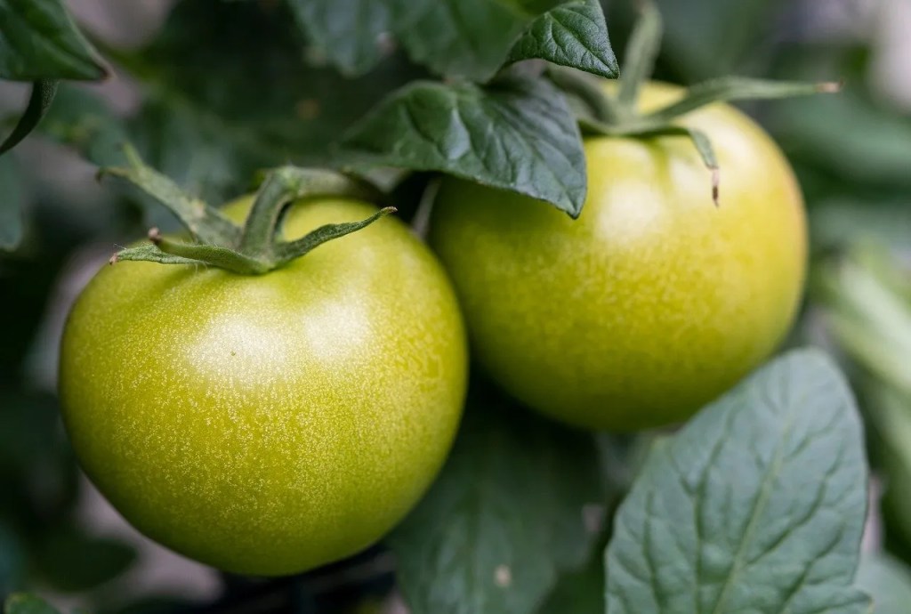 Grüne Tomaten.