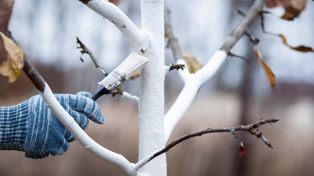 Ein Baum wird mit weißer Kalkfarbe angestrichen.