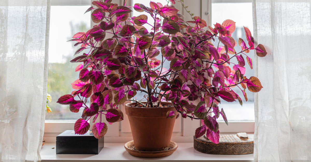 Auf einer Fensterbank steht eine bunte Zimmerpflanze mit pinken Blättern. Die Buntnessel ist äußerst pflegeleicht und setzt Farbakzente in der Wohnung.