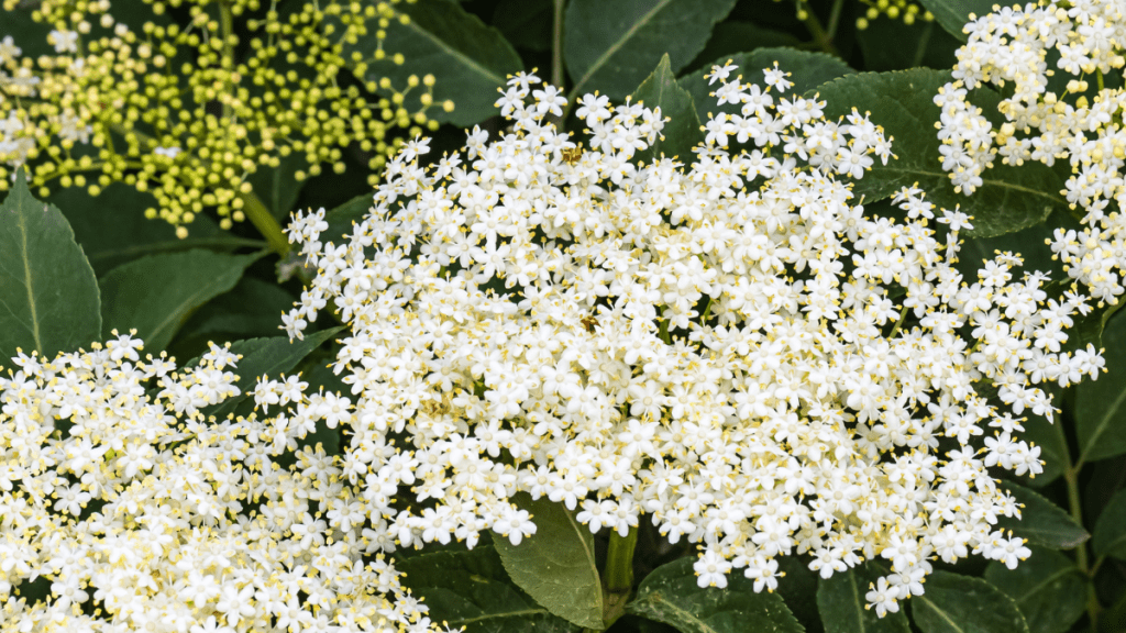 Die Blüte von schwarzem Holunder.