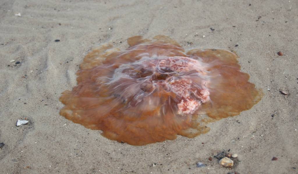 Eine Feuerqualle am Strand.