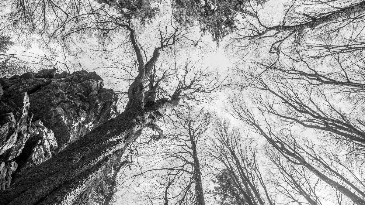 Alter, verdreht gewachsener Baum ohne Laub an einem Berg mit Perspektive von unten nach oben