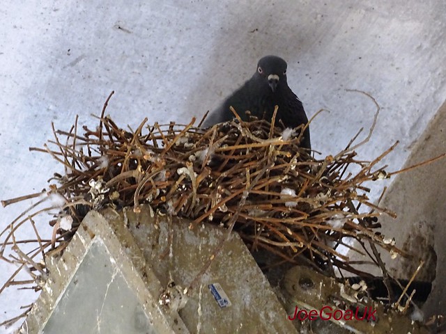 Pigeon nest