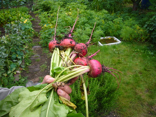 Beetroot