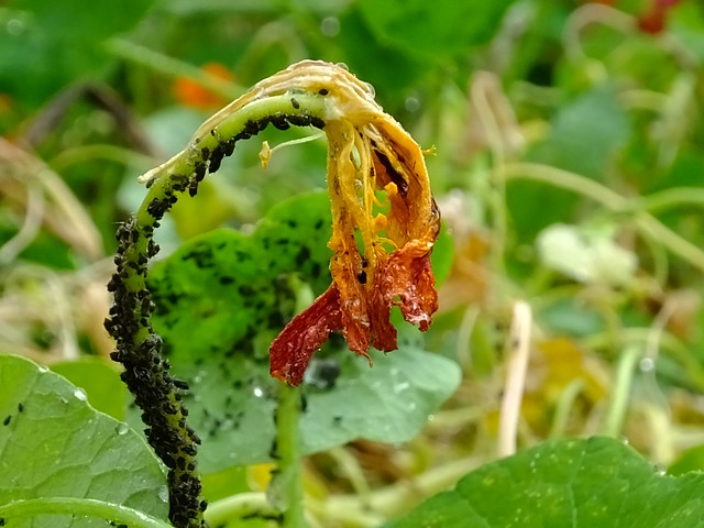 Aphid Infestation