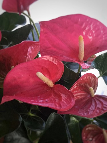 Anthurium flower