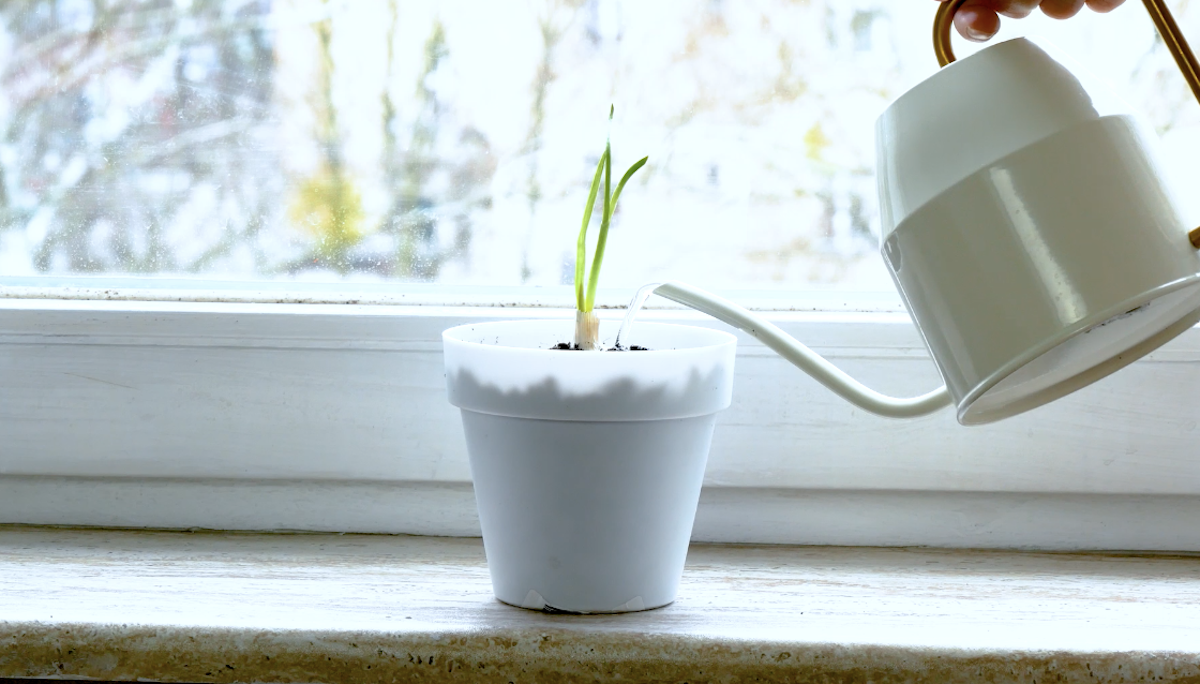 Knoblauch auf der Fensterbank