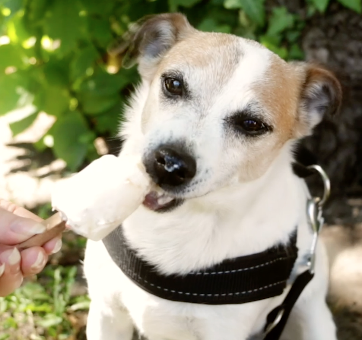 Ein Hund leckt an einem Eis am Stiel.