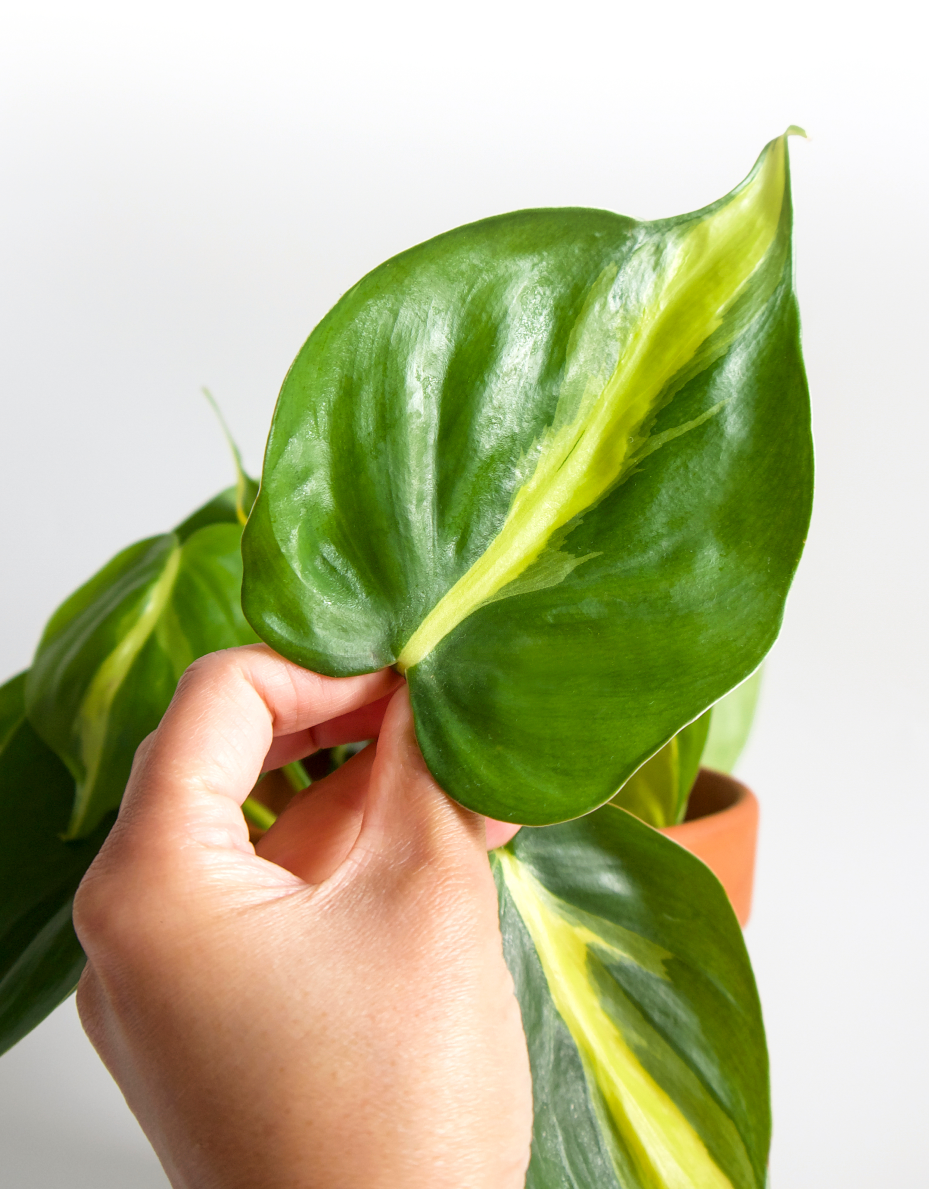 Nahaufnahme einer Hand, die ein Blatt der Philodendron scandens in die Kamera hält. Die Zimmerpflanze braucht nur wenig Licht zum Überleben.