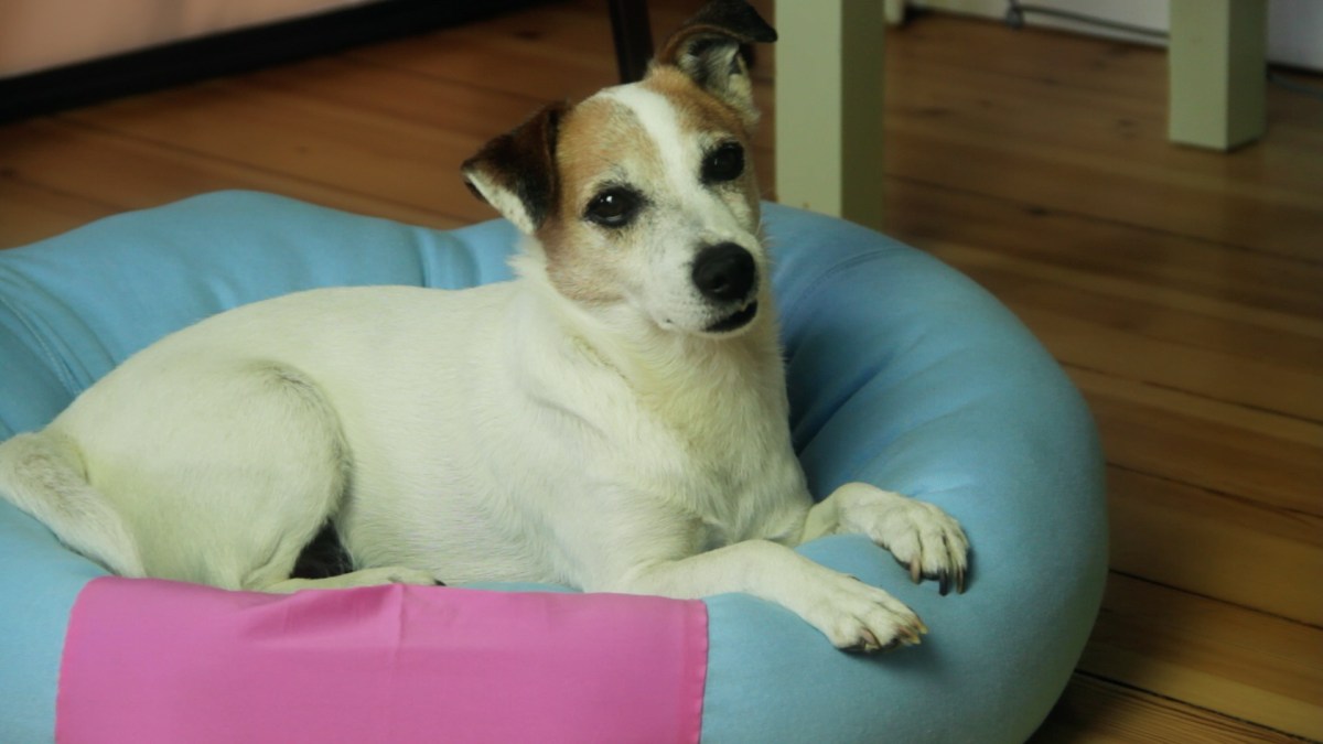 Ein Hund liegt auf einem selbstgemachten Hundebett.