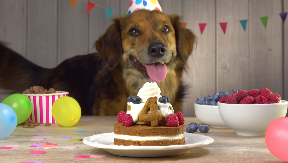 Ein Hund mit Partyhut auf dem Kopf sitzt vor einem Geburtstagskuchen.