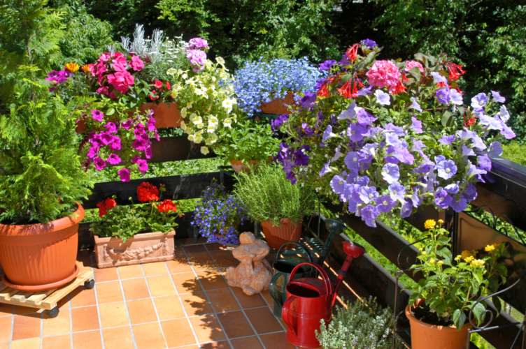 Blumen auf dem Balkon