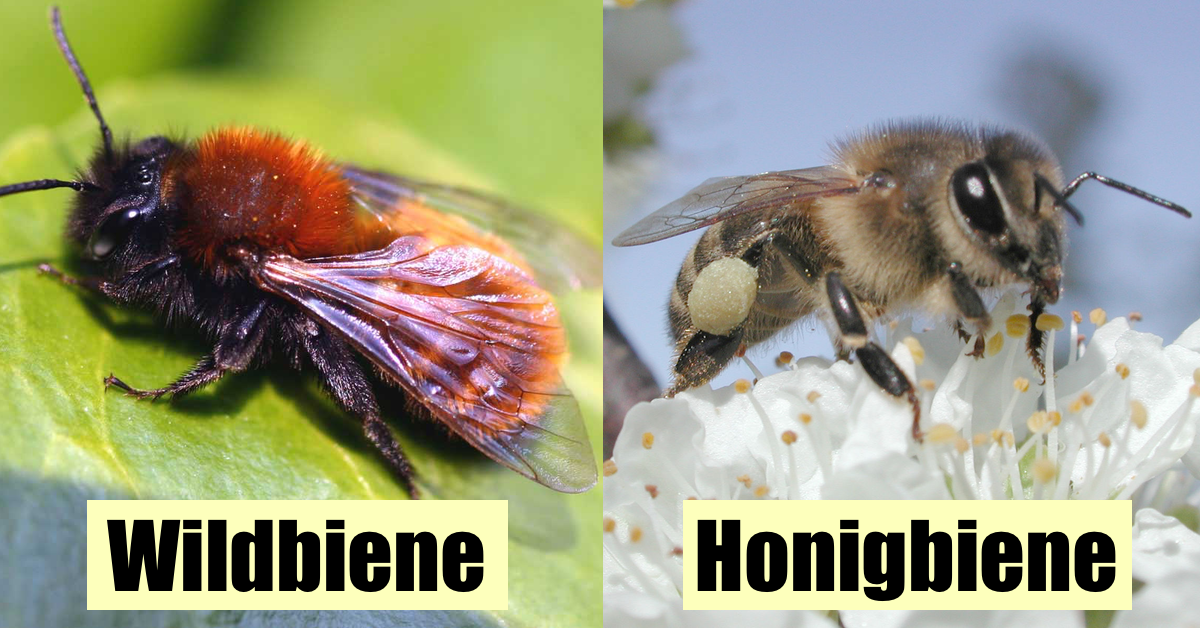 links: Eine Wildbiene auf einem grünen Blatt, rechts: Eine Honigbiene auf einer Blüte.