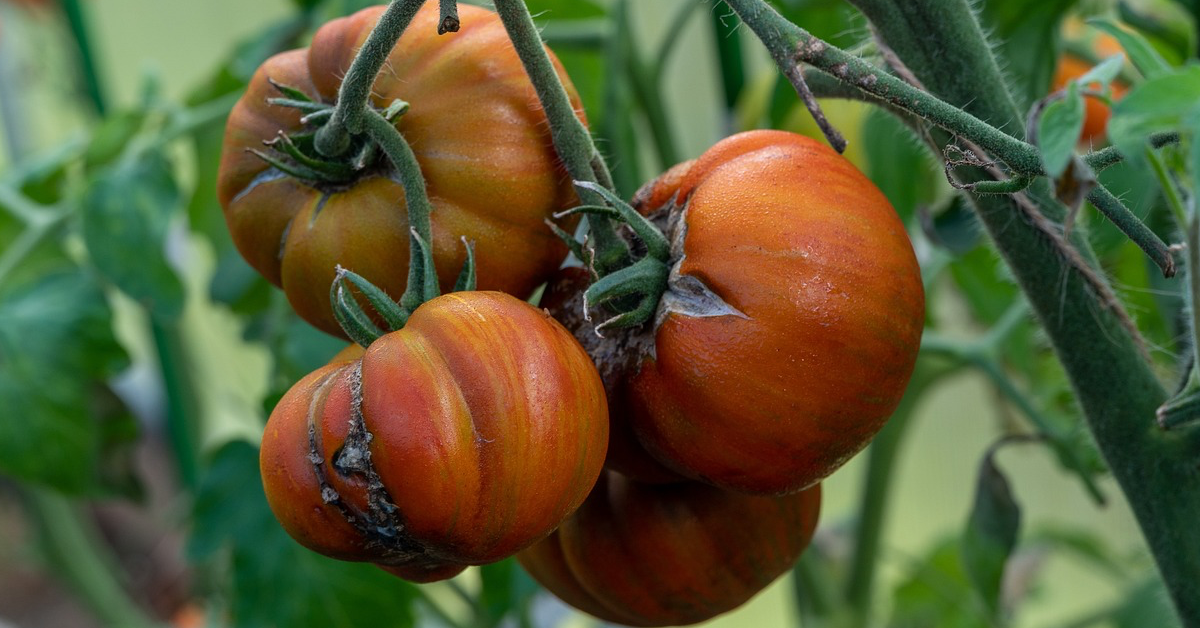 Tomaten an der Pflanze, die verschimmelt aussehen.