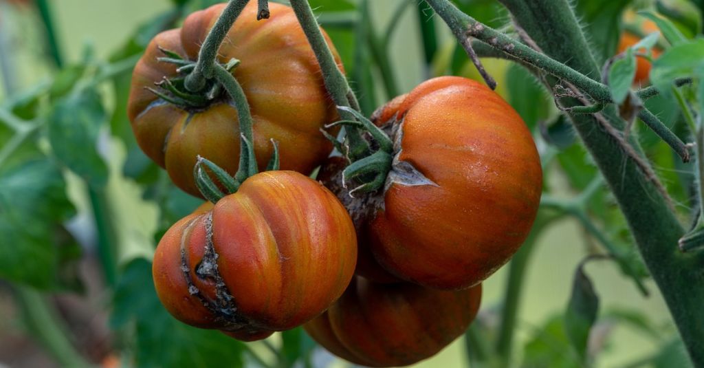 Tomaten mit Dürrfleckenkrankheit.
