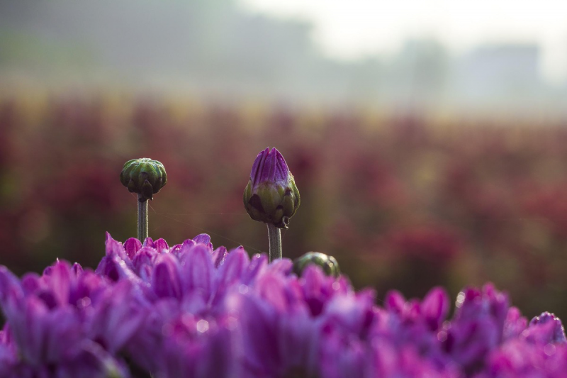 Lila Blumen, die langsam aufgehen.