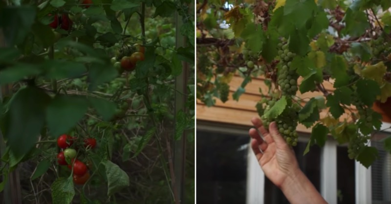 Tomaten, Trauben und Feigen reifen in dem Energiesparhaus optimal.