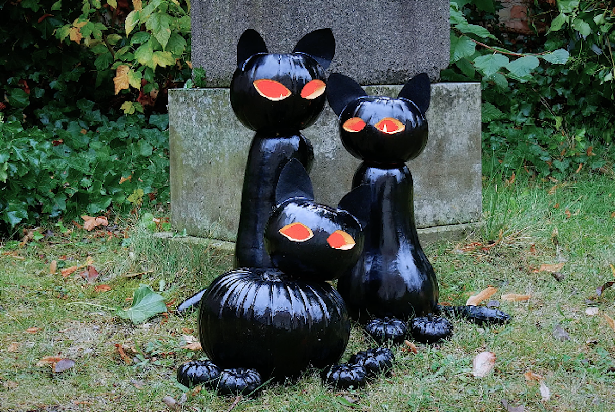 Schwarze Kürbiskatzen im Garten